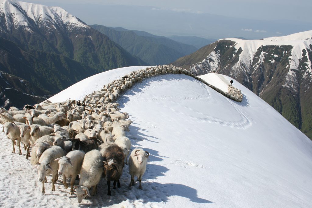 Schapen in de sneeuw