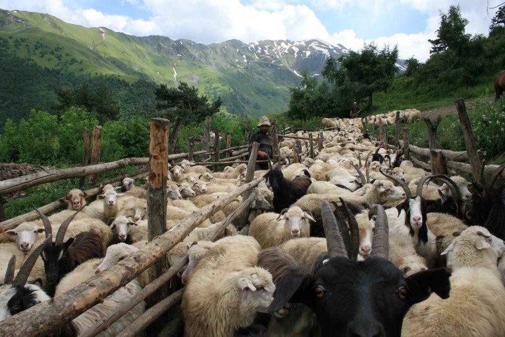 Herder met schapen in Georgië