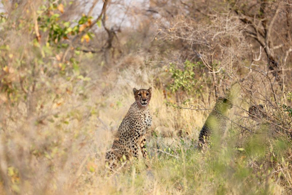 Cheeta op safari in Afrika