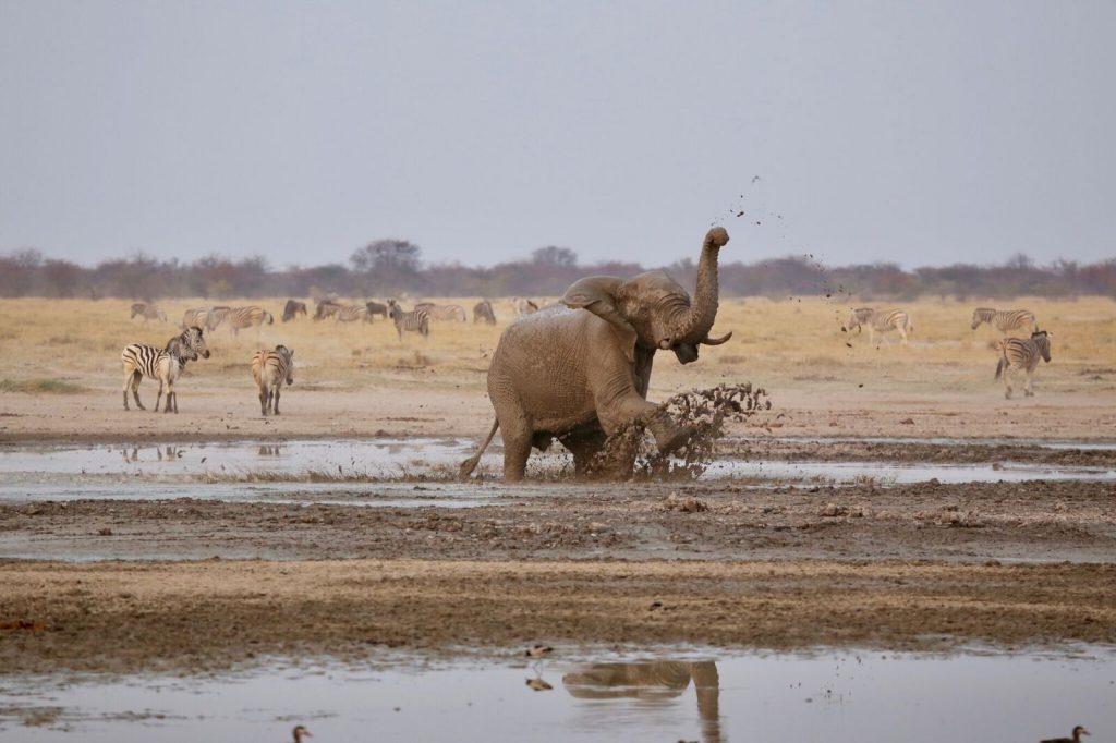 Olifant op safari in Botswana