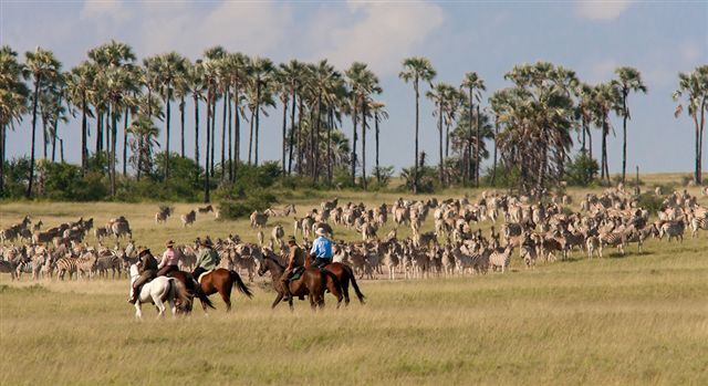 Paarden en zebra's tijdens paardrijvakantie in Afrika