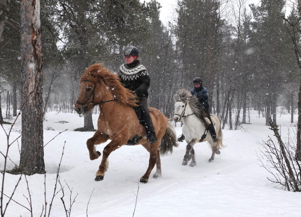 Ruiters galopperen door de sneeuw in Zweden op een paardrijvakantie