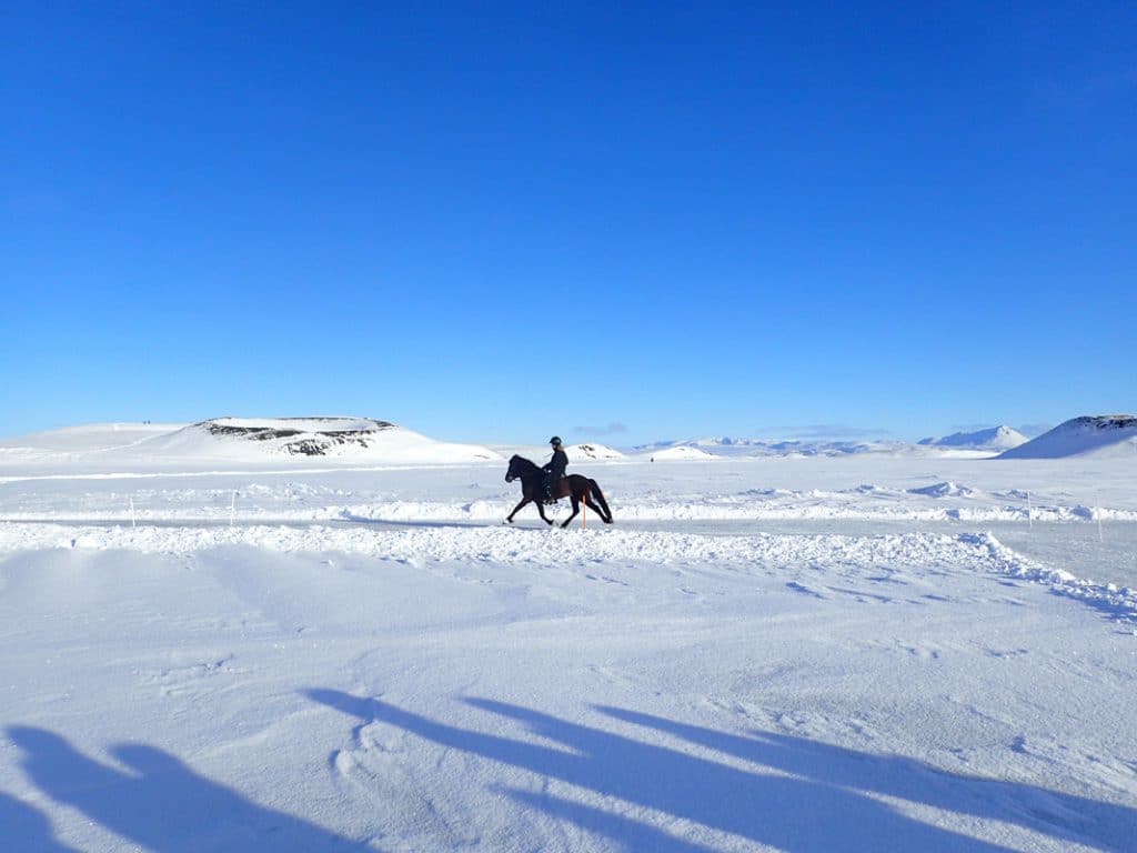 Ruiter rijdt telgang met IJslands paard in de sneeuw