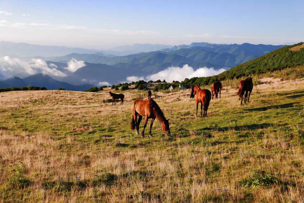 Paarden in de Pyreneeën