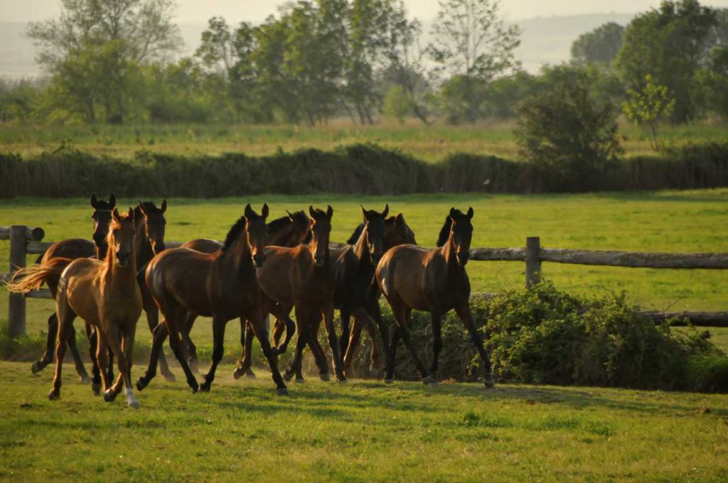 Kudde paarden in Spanje