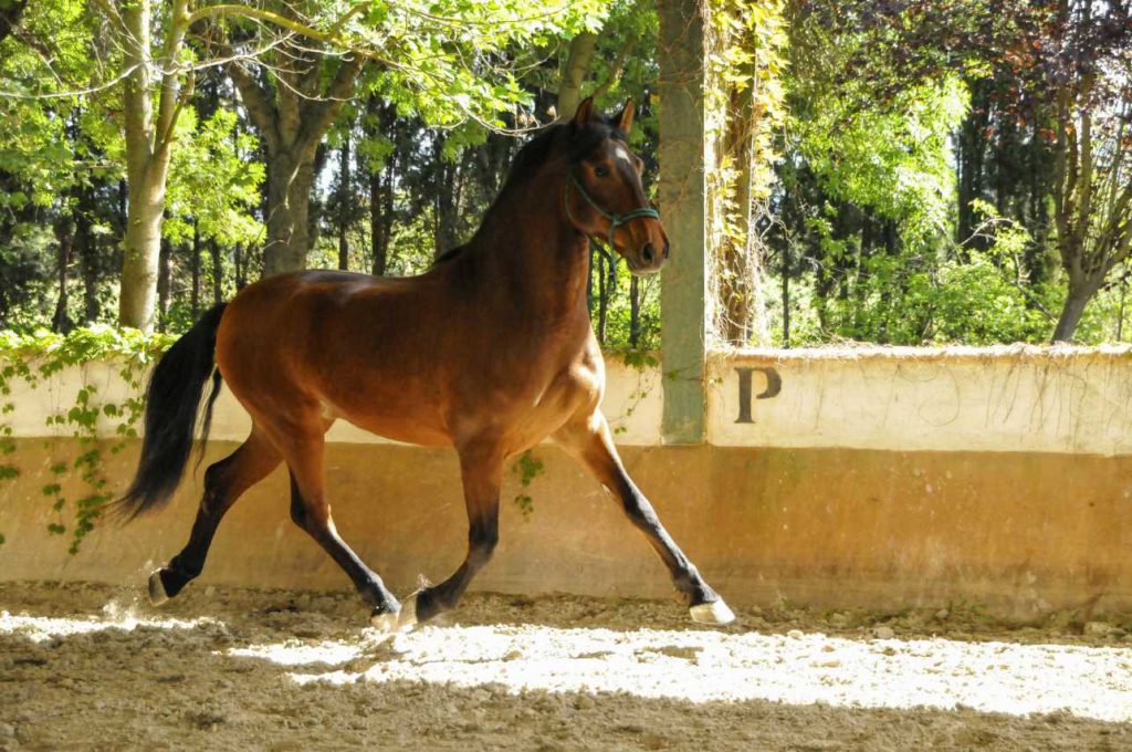 Paarden op vakantie in Spanje