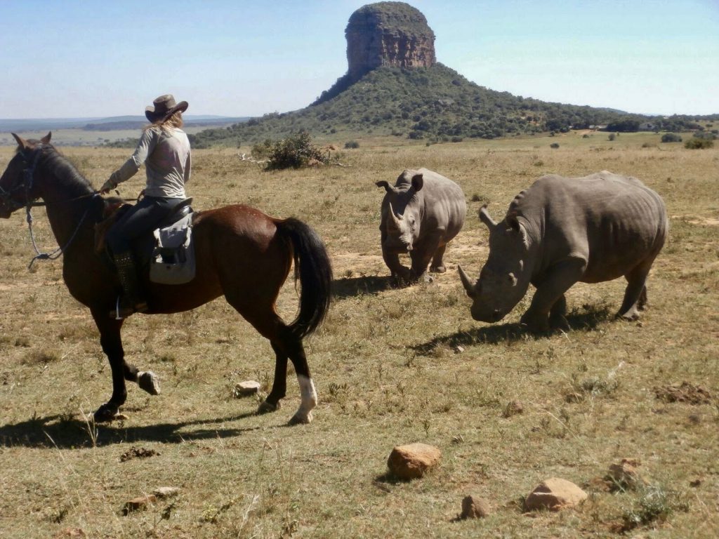 Paard en neushoorns op safari in Afrika