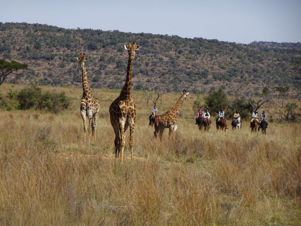 Safari te paard in Zuid-Afrika