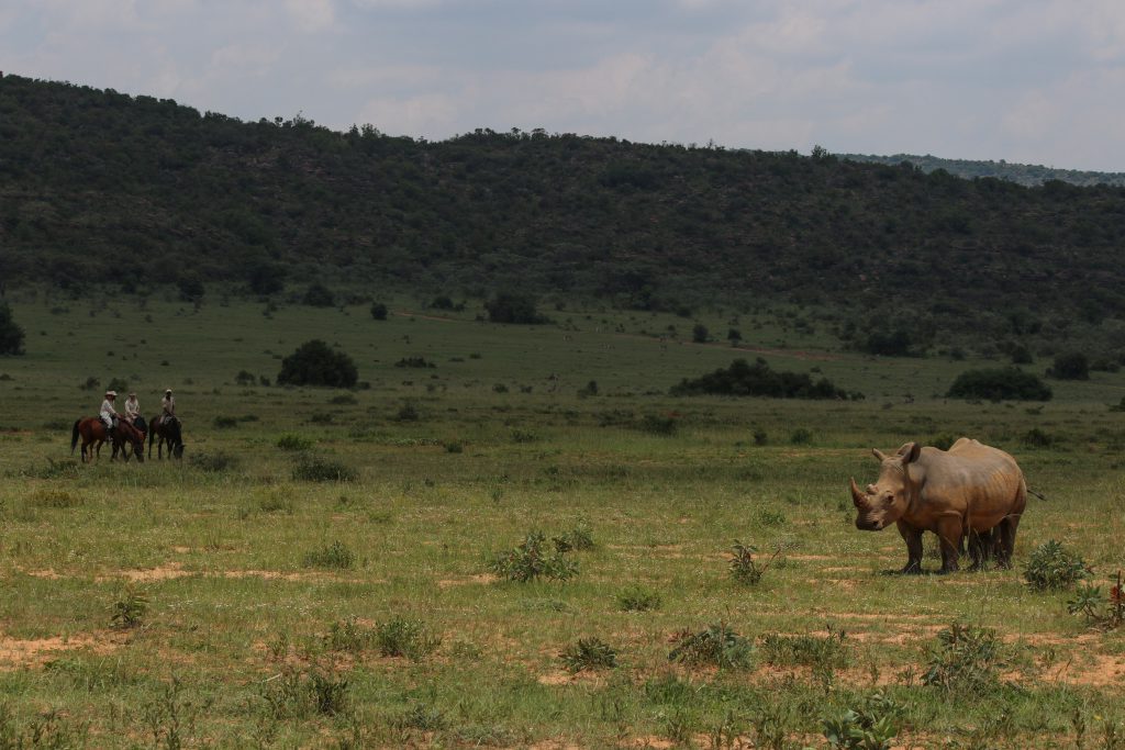 Big 5 zien op paardrijsafari in Zuid-Afrika