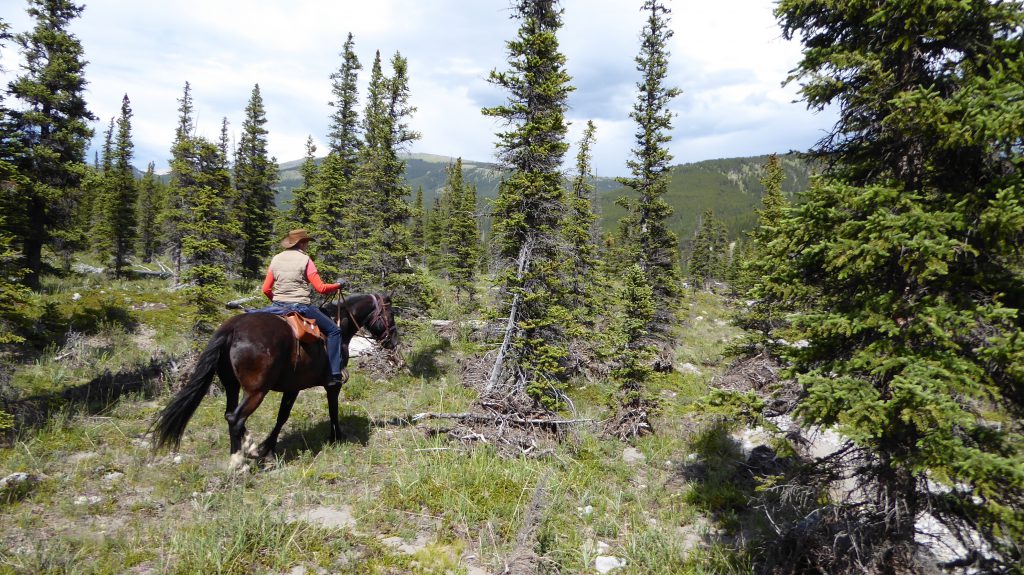 Ruiter met paard in de bossen van Canada