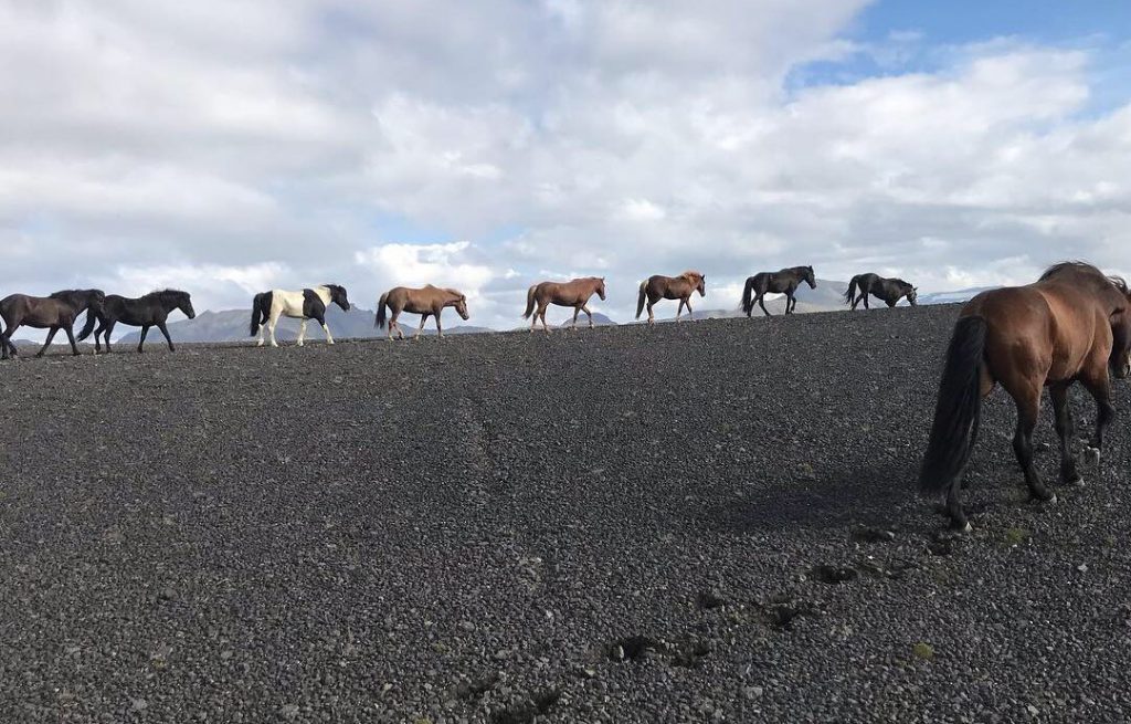 paarden in de bergen van landmannalaugur trektocht in IJsland