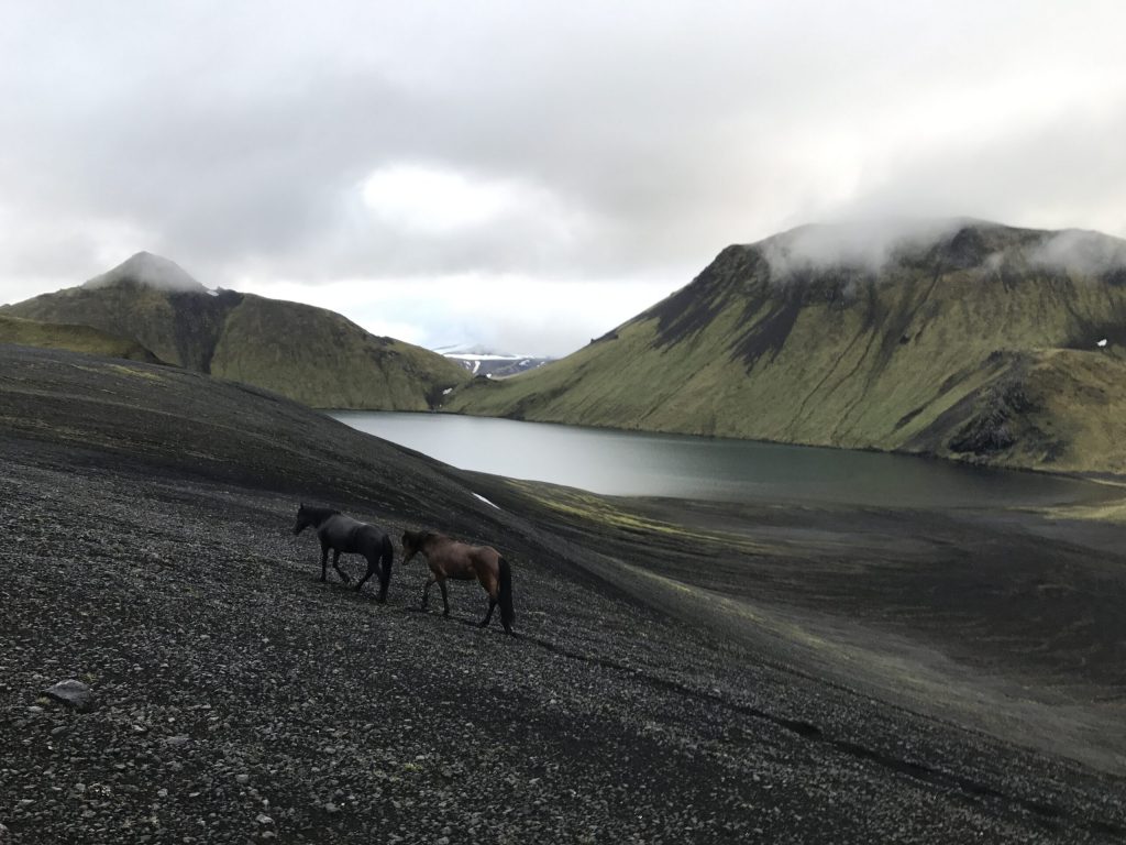 paarden voor een bergmeer op de landmannalaugur trektocht in IJsland