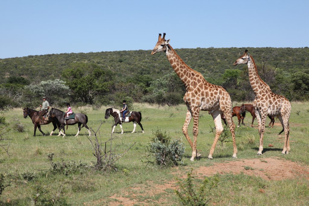 Groep ruiters rijden naast giraffes op een paardrijsafari