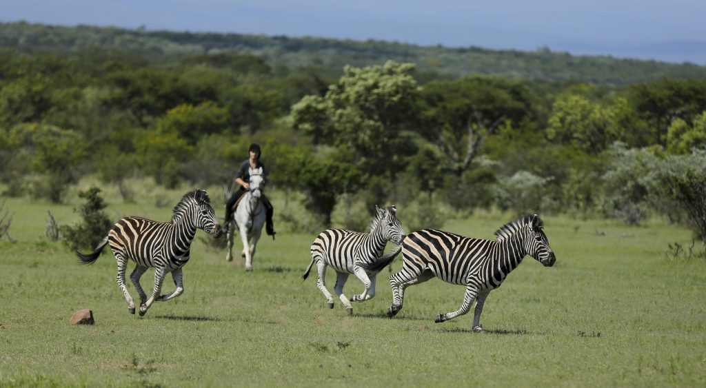 Ruiter galoppeert samen met drie zebra's tijdens een safari