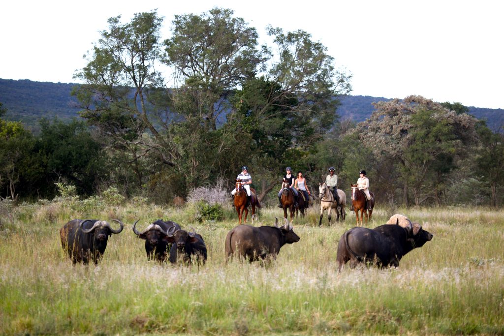 Ruiters kijken naar buffels op safari in Afrika