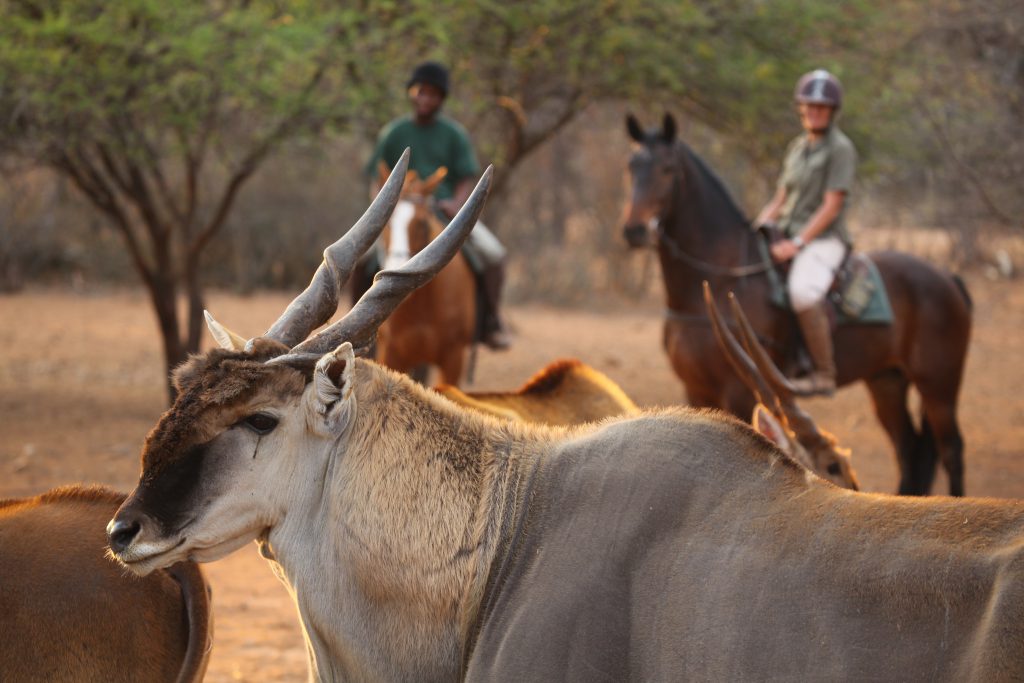 Antilope met twee ruiters op de achtergrond tijdens een paardrijsafari