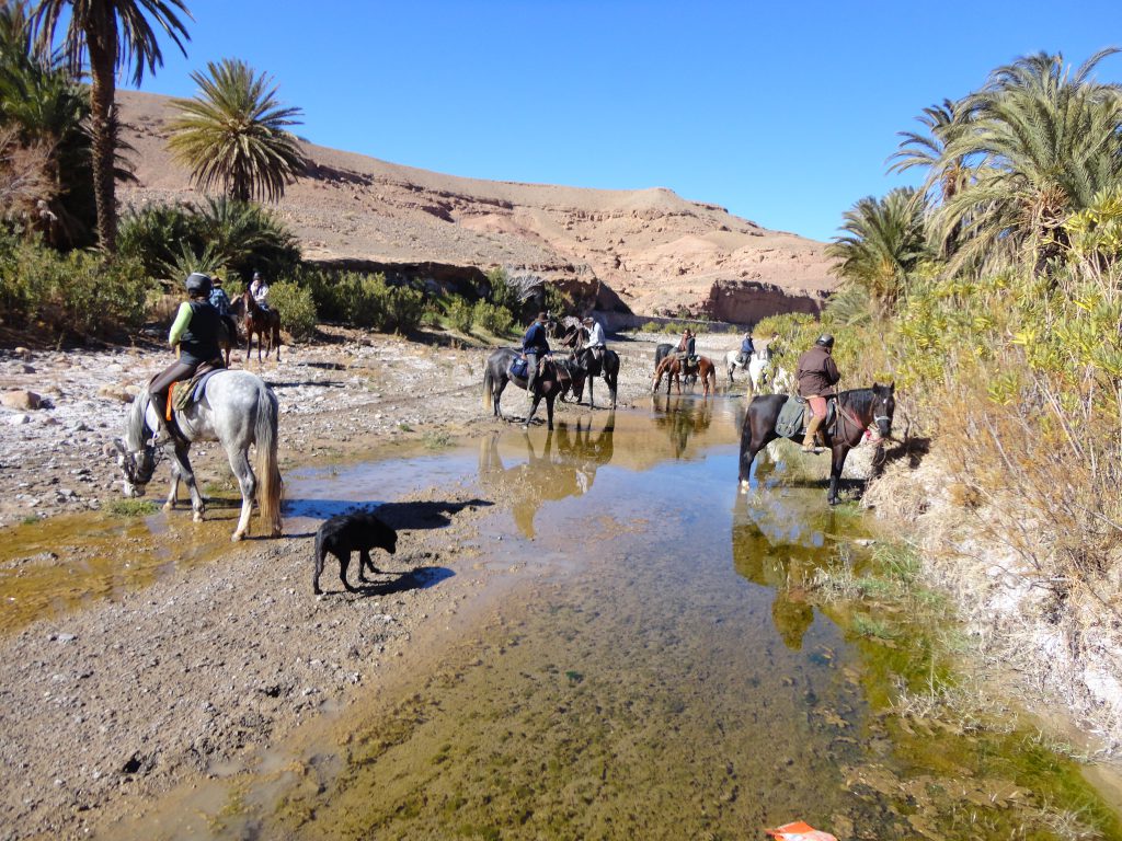 Groep ruiters laat hun paarden drinken in een rivier tijdens paardrijvakantie in Marokko