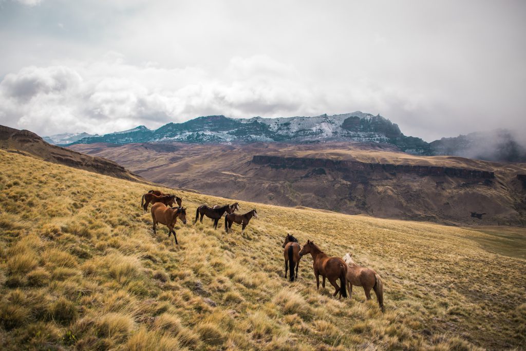 Kudde paarden in de heuvels van Patagonië