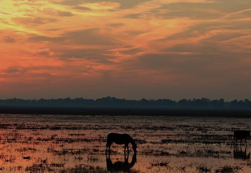 Paard drinkt water in een moerasgebied tijdens trektocht in Spanje