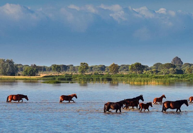 Paardrijden Door Het Hart Van Andalusi Op Trektocht In Spanje
