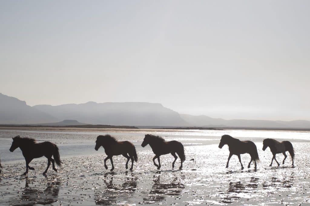 IJslandse paarden op het strand