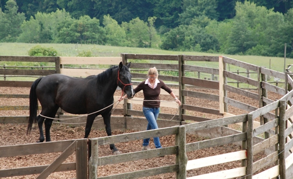Vrouw is bezig een jong paard te leren trainen in Italië