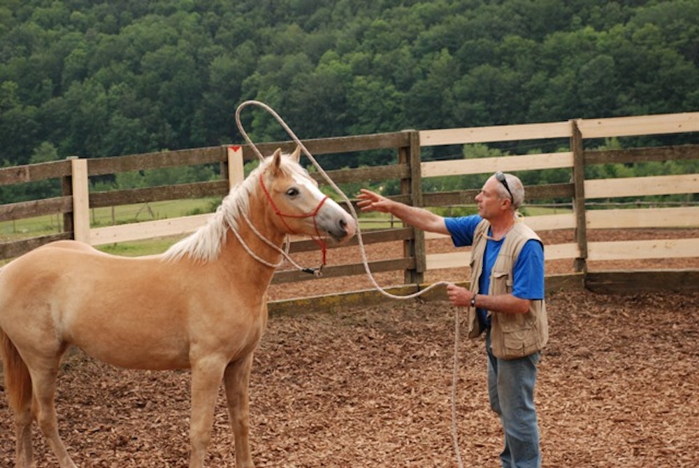 Man leert een jong paard trainen in Italië