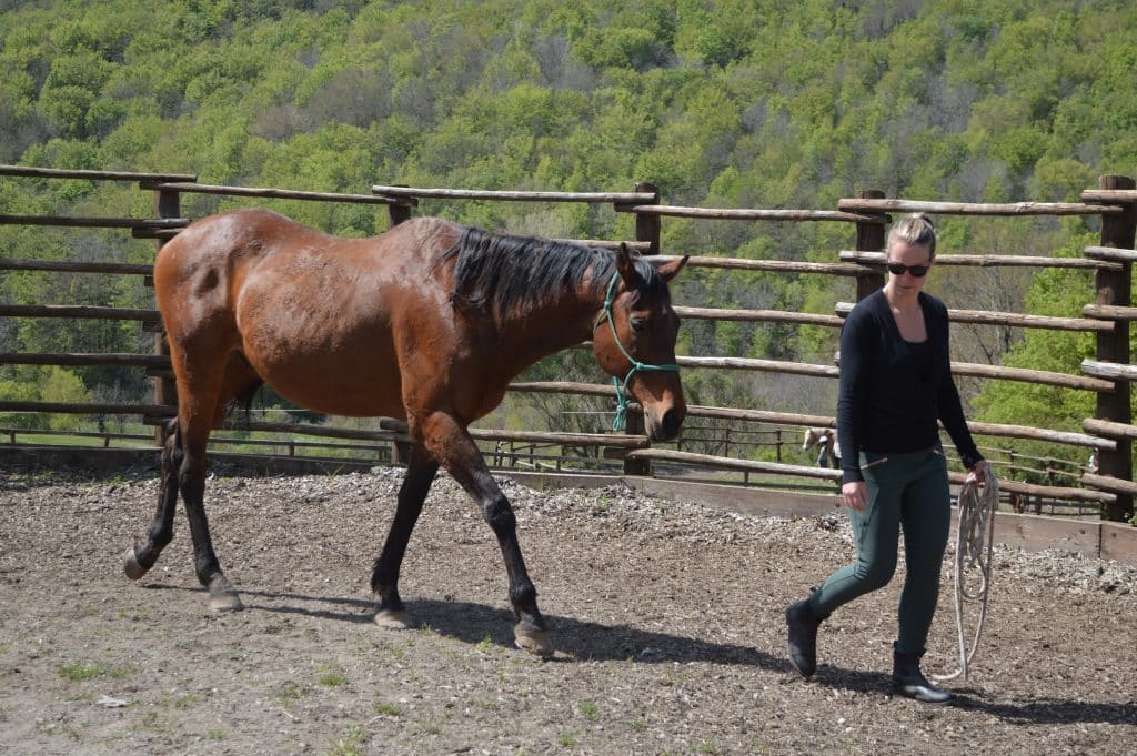 Paard en ruiter tijdens grondwerkles in Italië