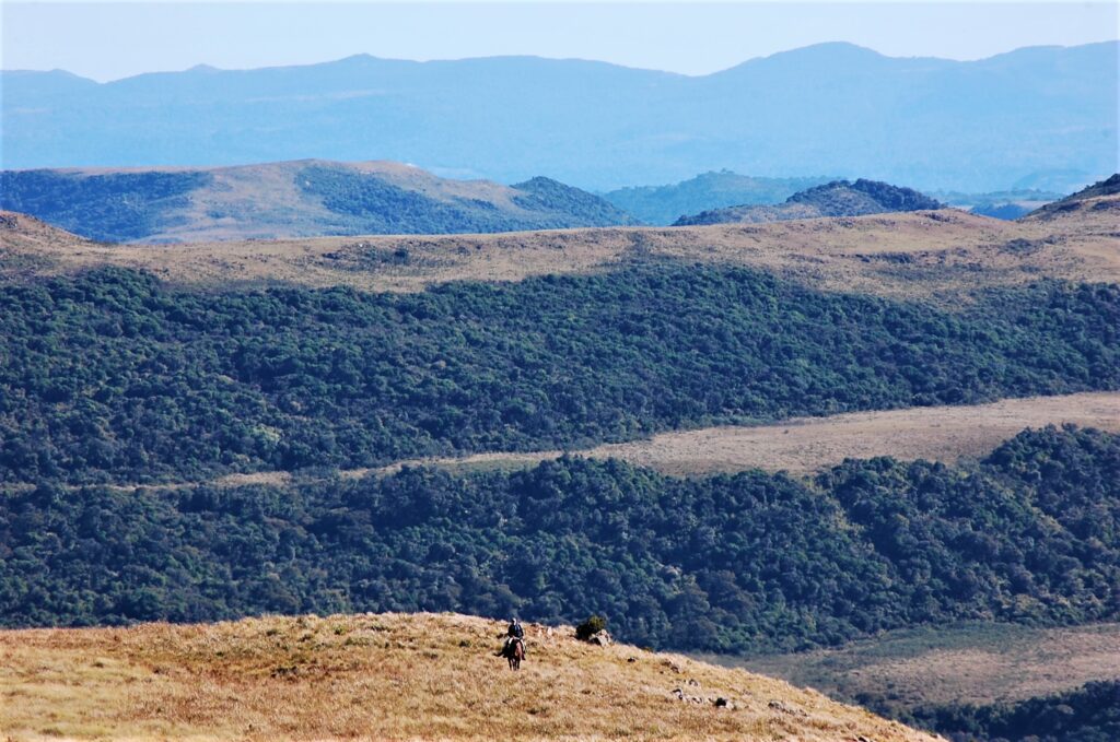 Ruiter en paard op een berg in Brazilië met uitzicht op beboste bergen