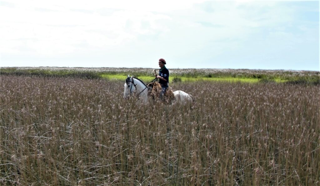 Ruiter en paard in een veld tijdens trektocht in Brazilië