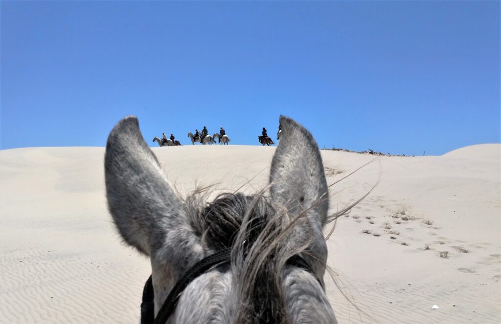 Uitzicht tussen de oren van een paard door op een groep ruiters en paarden op een zandduin