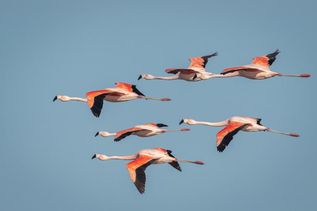 Zes flamingo's