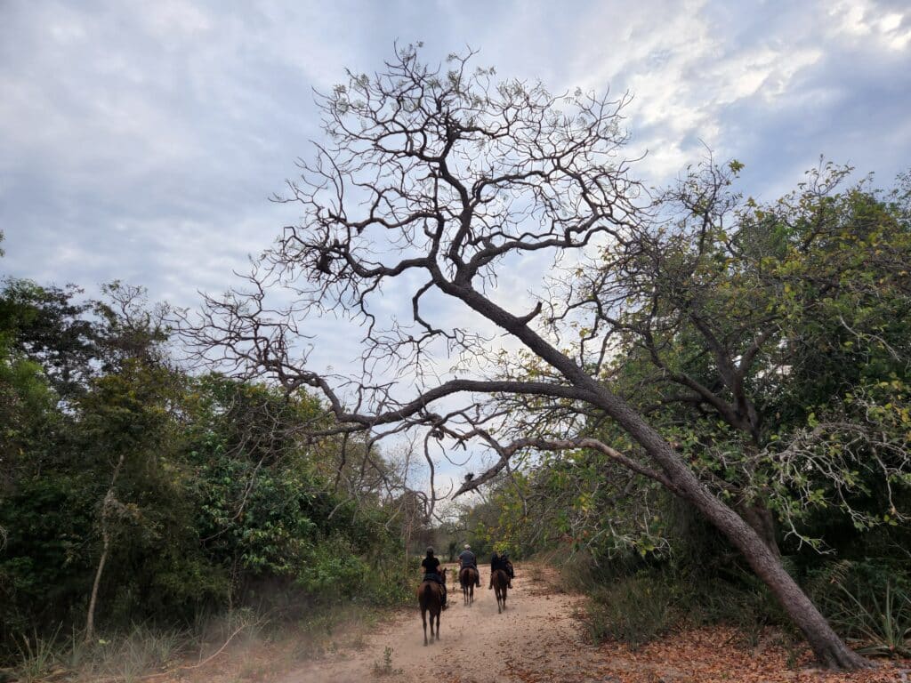 Groep ruiters in de bossen op een paardrijvakantie in Brazilië