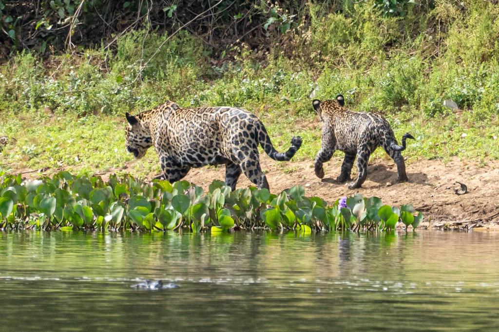 Twee jaguars lopen langs de rivier in Brazilië