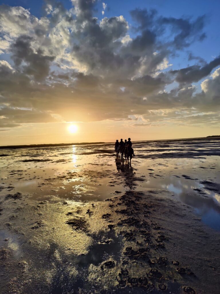 Groep paarden en IJslandse paarden op het strand bij zonsondergang