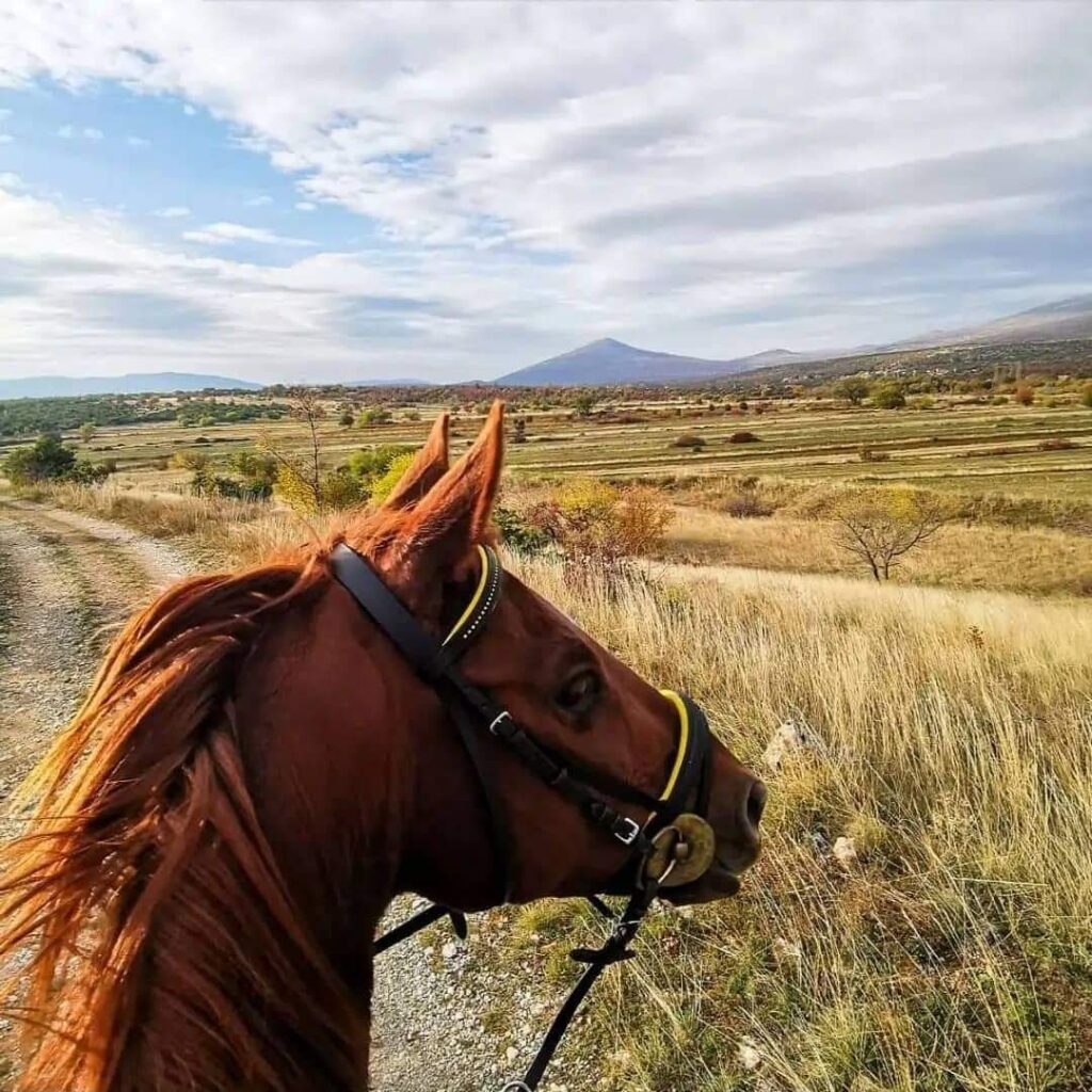 Uitzicht vanaf het paard op de velden en bergen van Kroatië