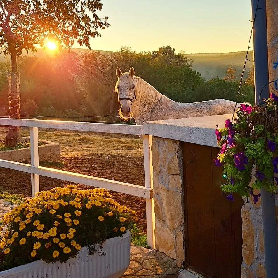 Paard in een weide met de ondergaande zon op de achtergrond in Kroatië