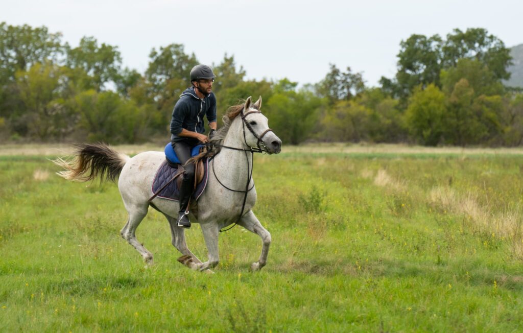 Ruiter en wit Arabisch paard galopperen door een veld in Kroatië.