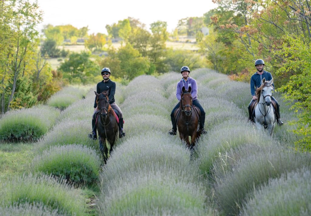 Drie ruiters en paarden rijden door een lavendelveld in Kroatië.