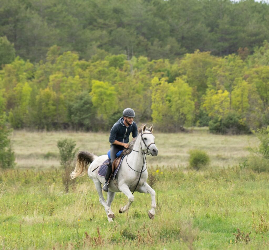 Ruiter en wit Arabisch paard galopperen door een veld op een buitenrit in Kroatië.