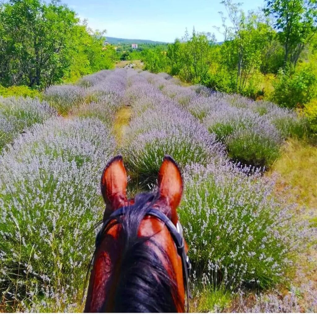 Uitzicht vanaf een paard op een lavendelveld tijdens een paardrijvakantie in Kroatië.
