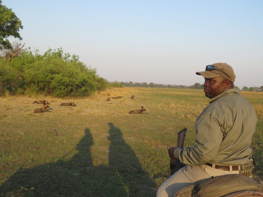 Gids kijkt naar wilde honden op safari in de Okavango Delta in Botswana