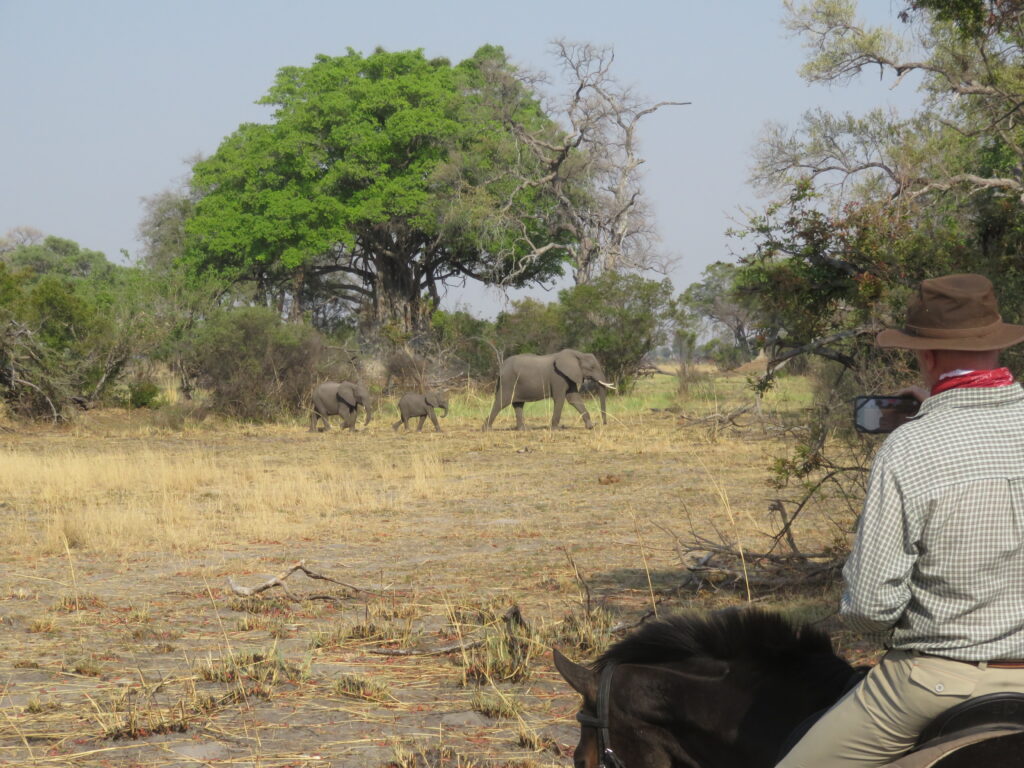 Ruiter maakt een foto van olifanten op een safari te paard in Botswana
