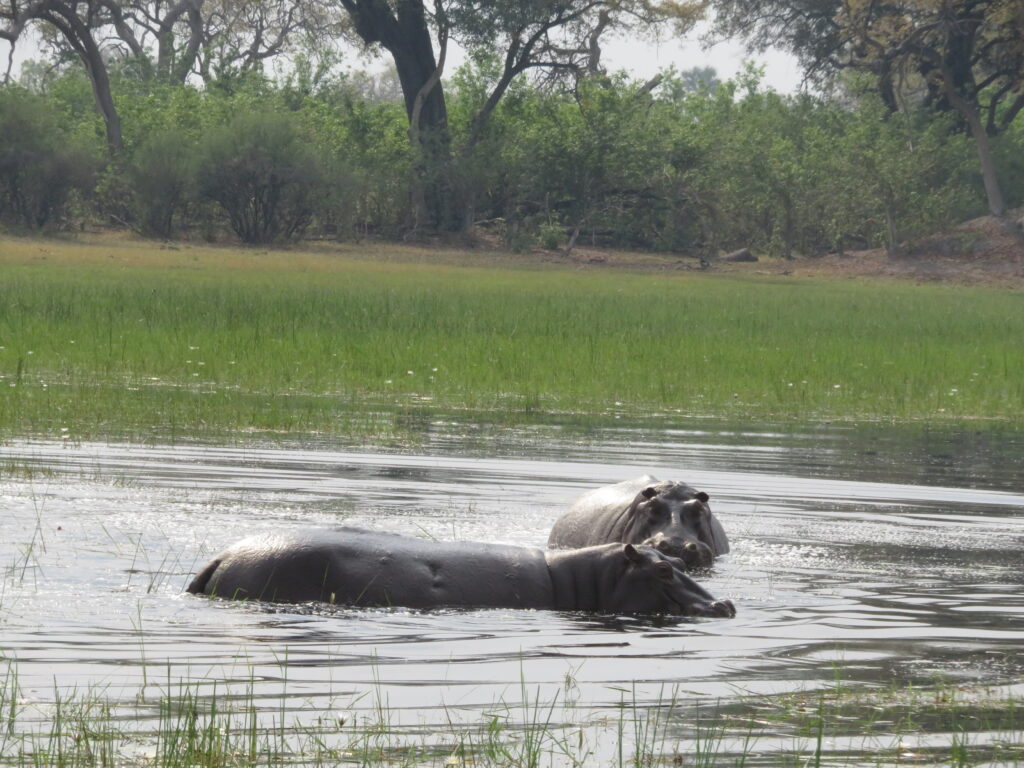 Twee nijlpaarden in de Okavango Delta in Botswana