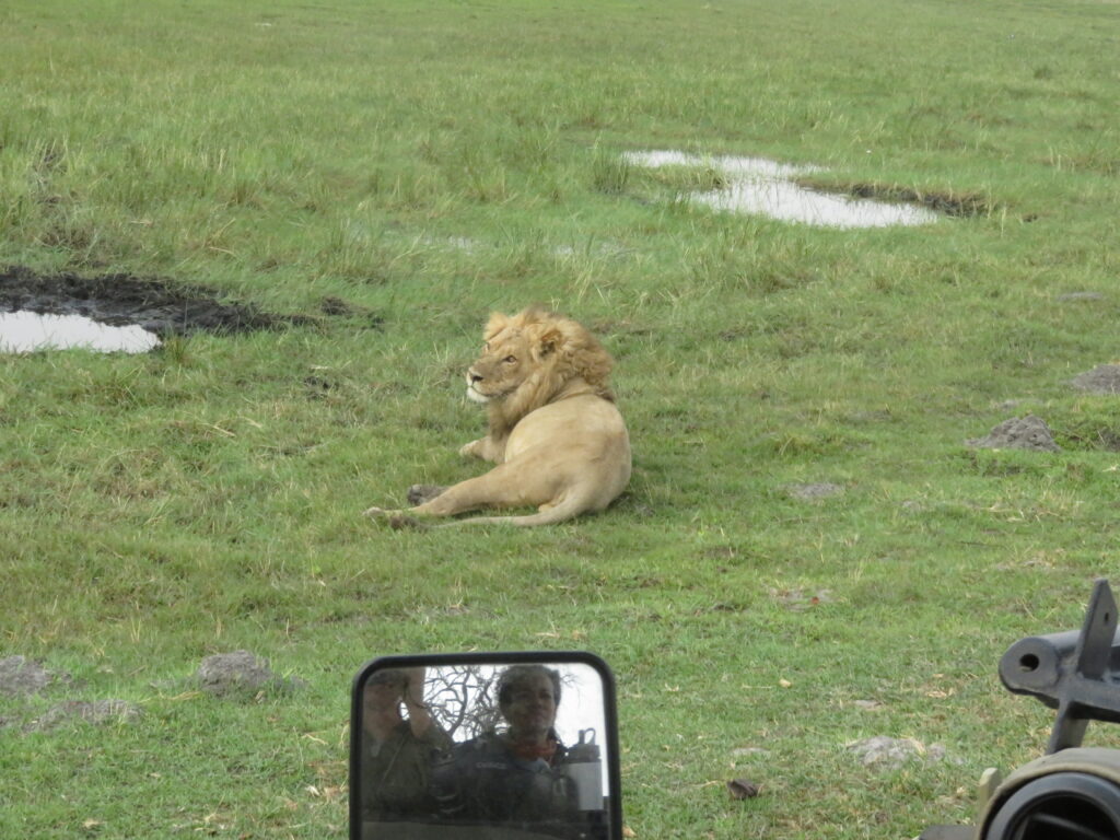 Mannetjes leeuw tijdens een jeepsafari in Botswana
