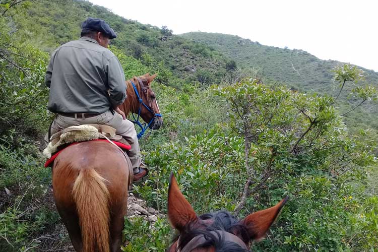 Ruiters en paarden tussen de bosjes op een trektocht in Argentinië