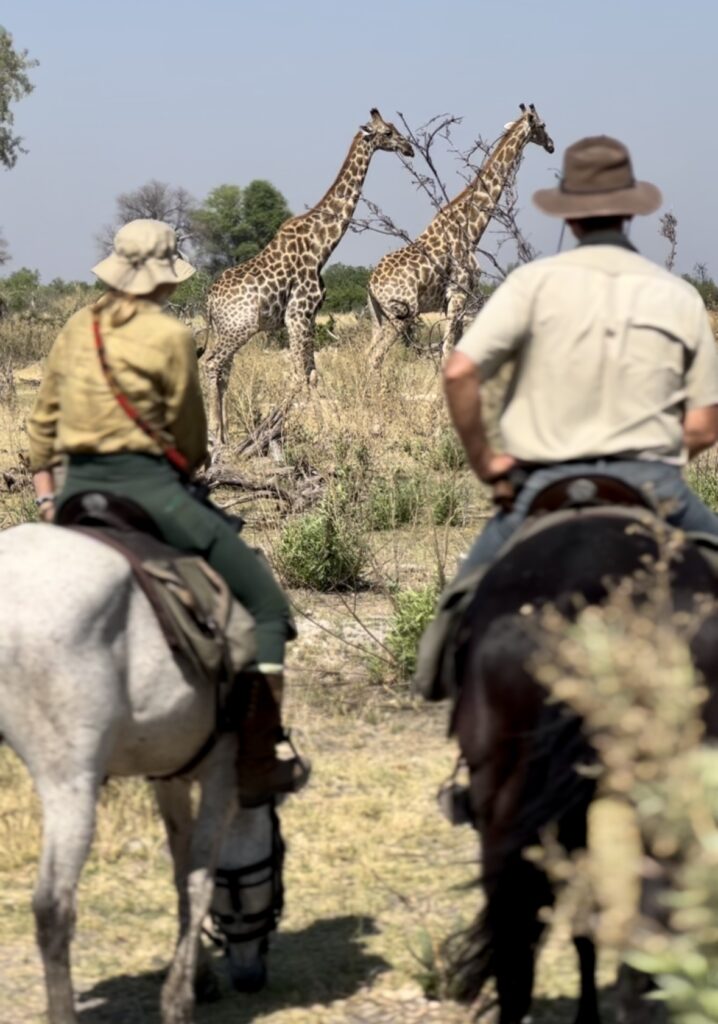 Twee ruiters en paarden kijken naar twee giraffes op een safari in Botswana.