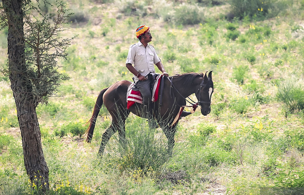 Ruiter op een Marwari paard in een veld tijdens een trektocht in India