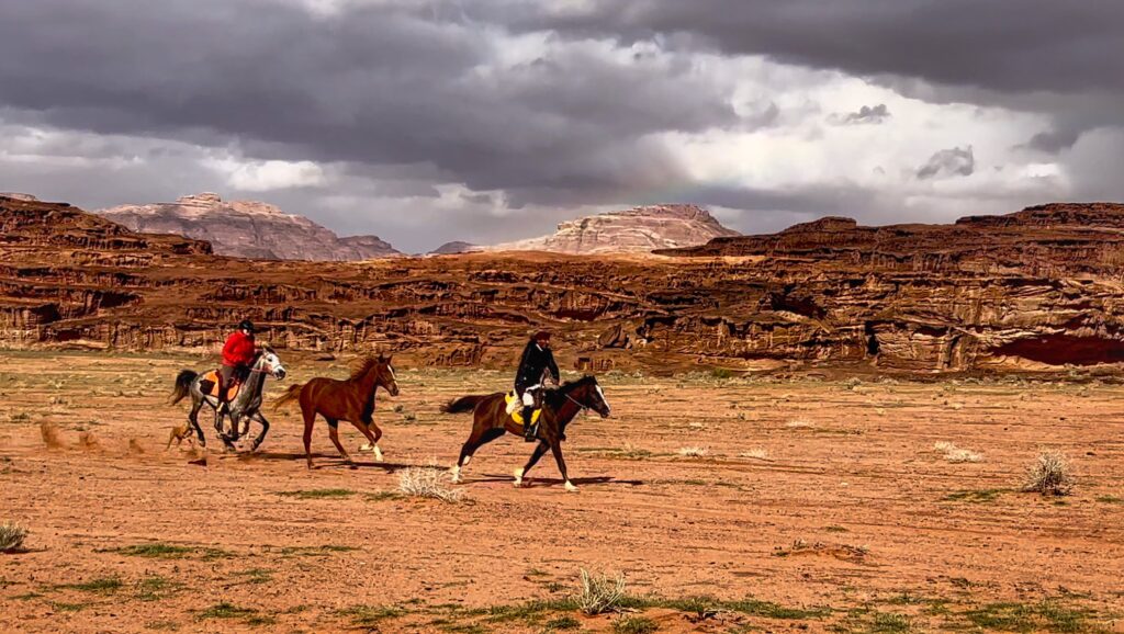 Ruiters galopperen door de woestijn van Jordanië op Arabische paarden.