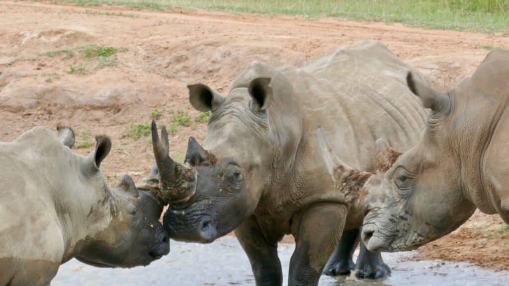 Drie neushoorns bij een drinkplek in Zuid-Afrika
